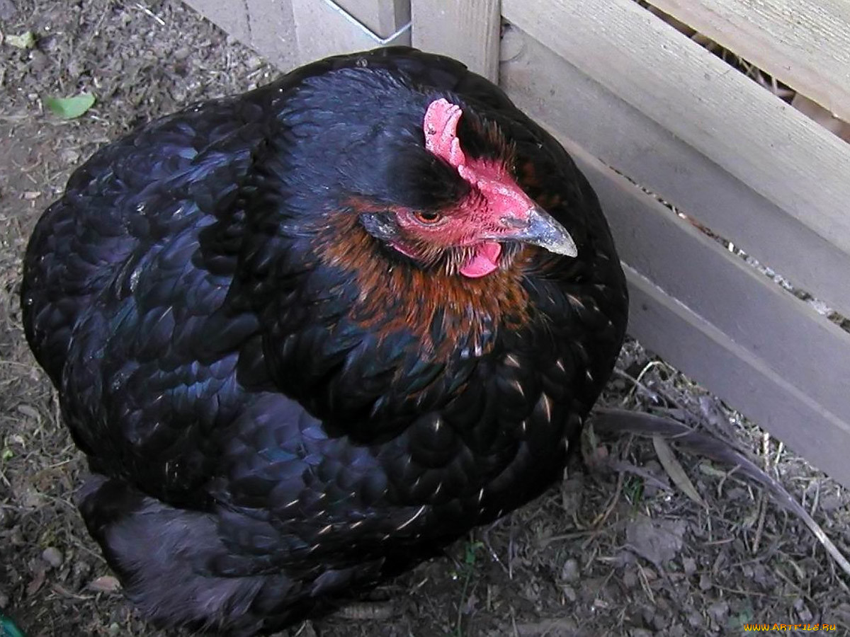 her, name, was, schwarzi, , , 